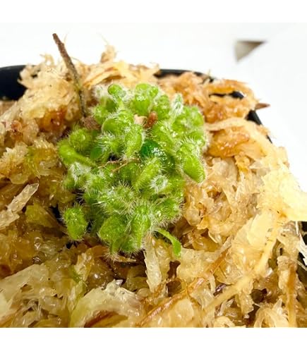 Amazon.co.jp: 食虫植物N. lowii G. trusmadi AW (ネペンテスローウィ